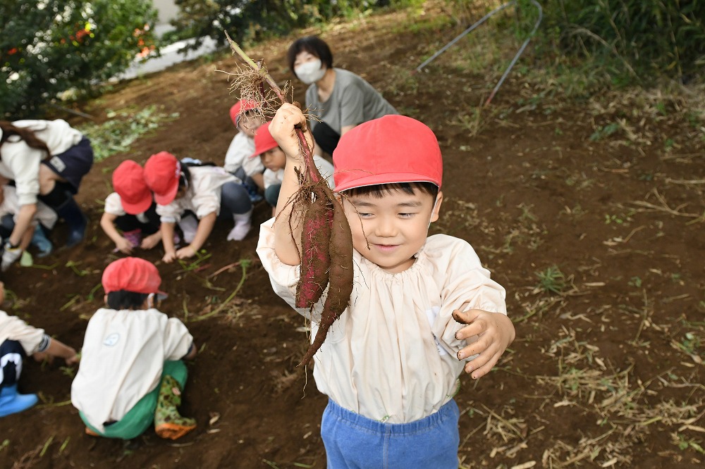 お芋掘り（11月）