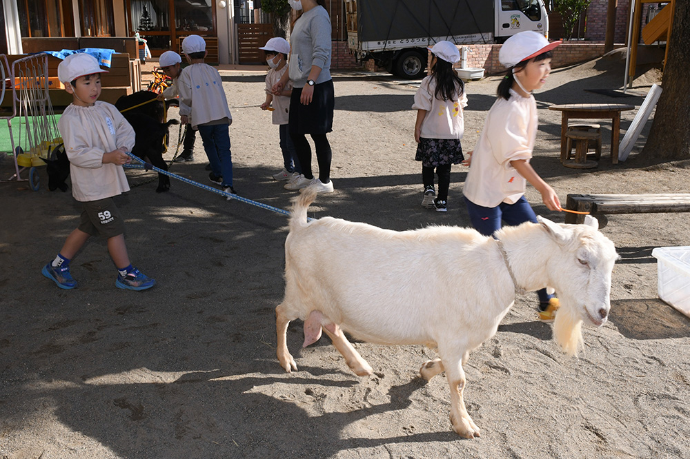 どうぶつ村（11月）